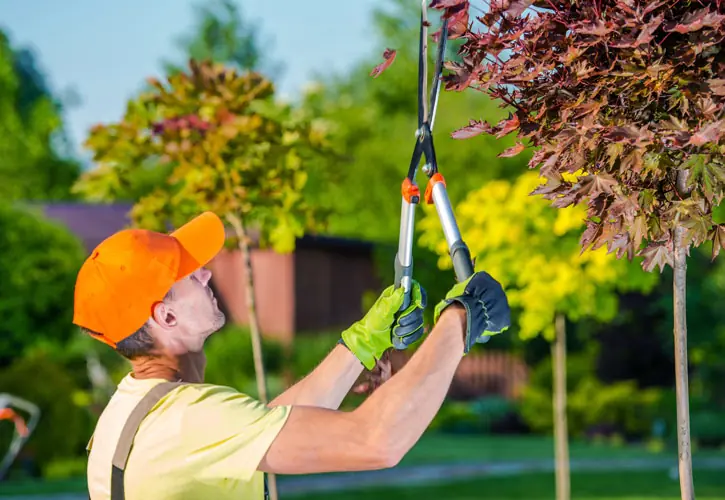 Tree removal services